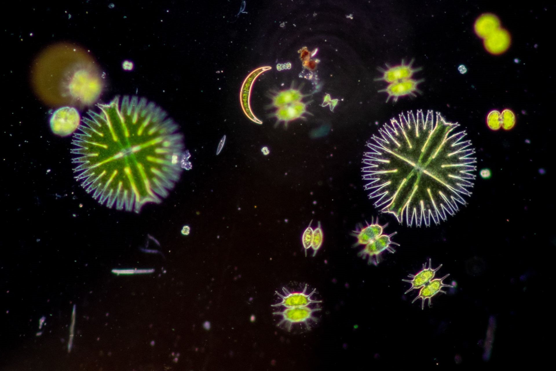 Wastewater Microbiology