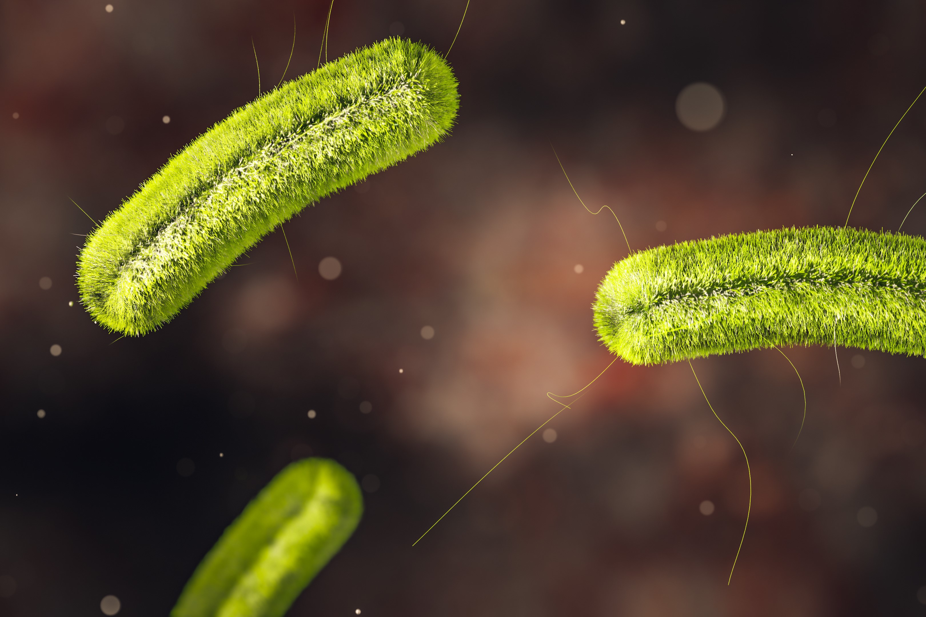 Wastewater Bacteria