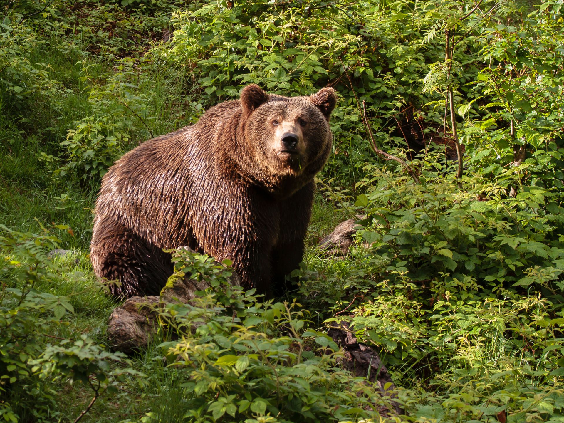 Wilderness & Bear Awareness - Online
