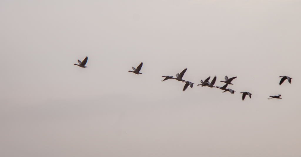 VIRTUAL EXECUTIVE LEADERSHIP PROGRAM